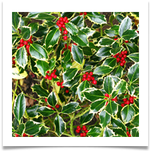 Seasonal Joy - Anne Tidswell Seasonal Joy - Anne Tidswell